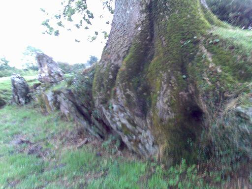 Ash Tree and Stone Circle 